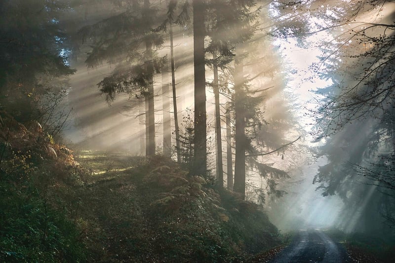 Magical Woods